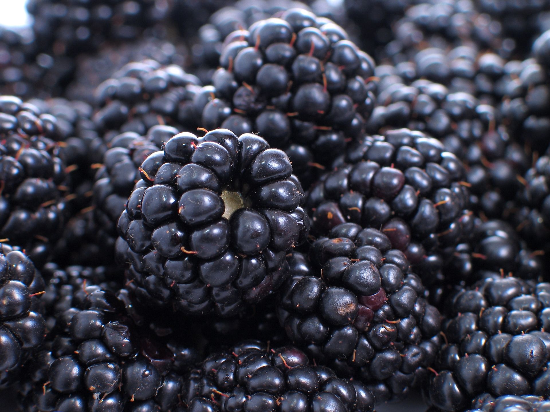 Blackberries